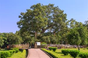 Lucknow – Shravasti (170 Km / 4 Hrs)– Lumbini (190 Km / 5 Hrs)
