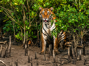 Kolkata – Sundarban Tiger Reserve (Total Journey: Approx. 4 hours ;Road: 2 hours/Boat: 2 hours )