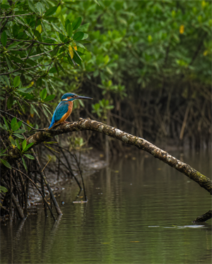 Sundarban Tiger Reserve Surrounding along Dayapur Village 
